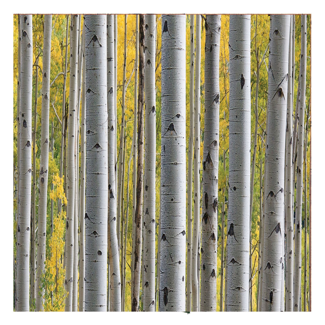 Gift Wrap Premium 118in x 30in - Birch Trees (Minimum 36 per Display)